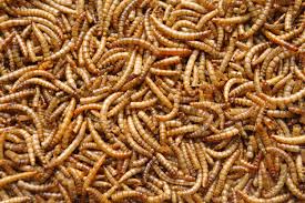 grubbs up mealworms, healthy mealworms, mealworm bloodlines, live mealworm