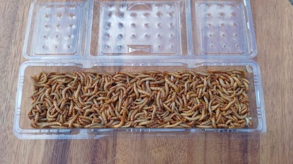 EntoPro Live Mealworms 120g